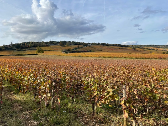 Vineyard on the edge of Beaune.