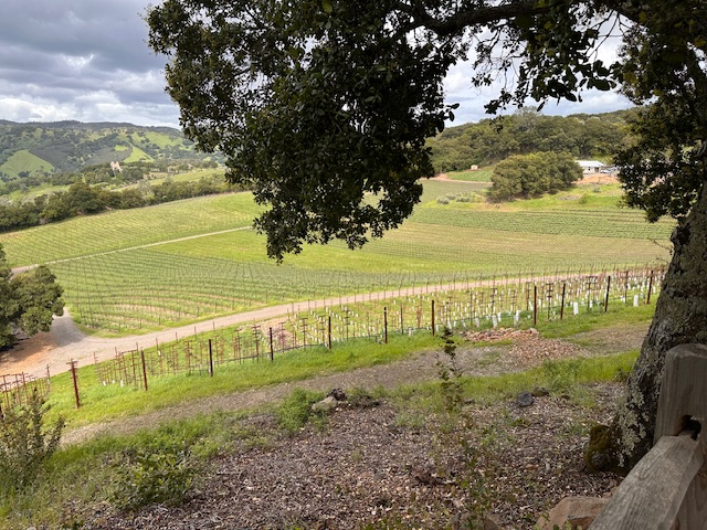 Gandona vineyard shot.