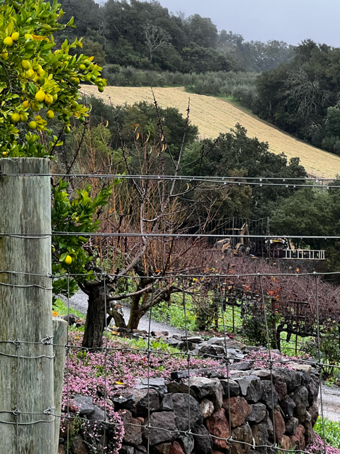 B. Wise Vineyards wines